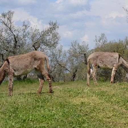 فيترالّا Agriturismo La Lampada Di Atena المظهر الخارجي الصورة